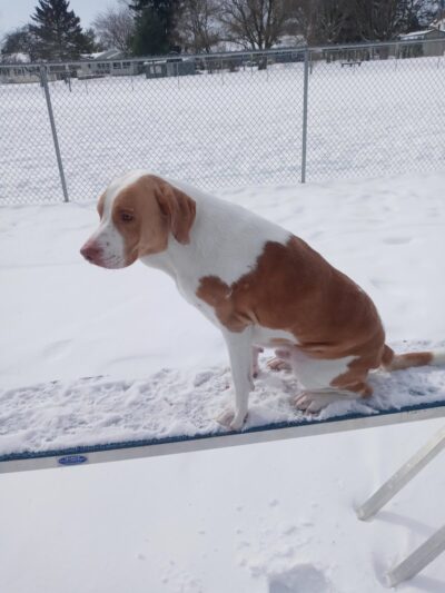 Fido's Field Dog Park - Urbana, OH