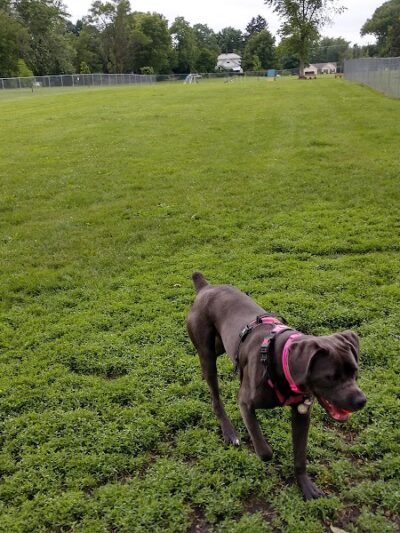 Fido's Field Dog Park - Urbana, OH
