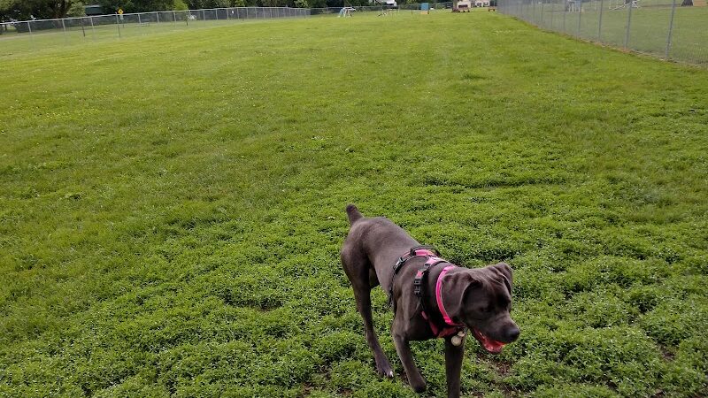 Fido's Field Dog Park - Urbana, OH
