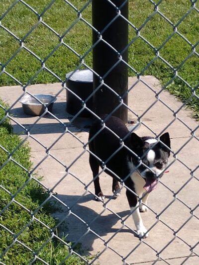 Fido's Field Dog Park - Urbana, OH