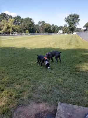Fido's Field Dog Park - Urbana, OH