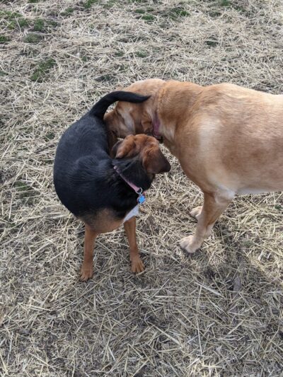 Fido's Field Dog Park - Urbana, OH