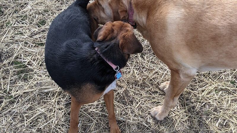 Fido's Field Dog Park - Urbana, OH