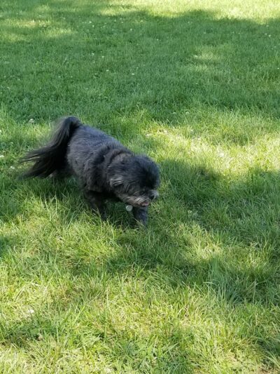 Fido's Field Dog Park - Urbana, OH