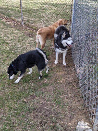 Fido's Field Dog Park - Urbana, OH