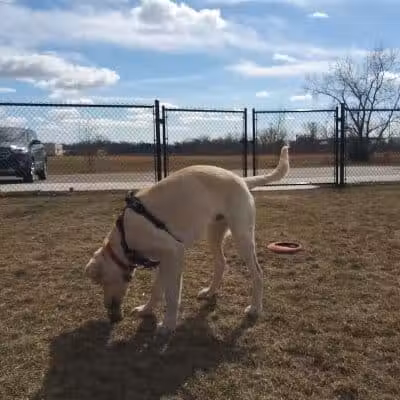 Pioneer Dog Park - Utica, MI