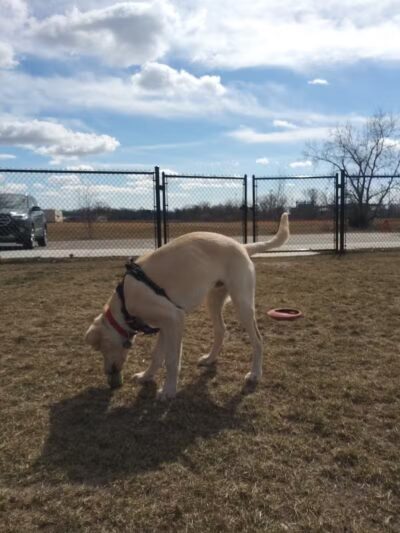 Pioneer Dog Park - Utica, MI
