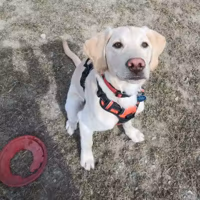 Pioneer Dog Park - Utica, MI