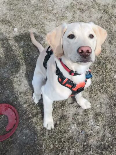 Pioneer Dog Park - Utica, MI