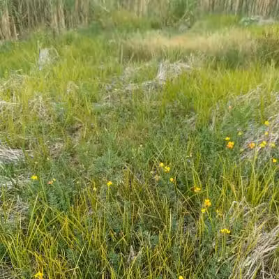 Pioneer Dog Park - Utica, MI