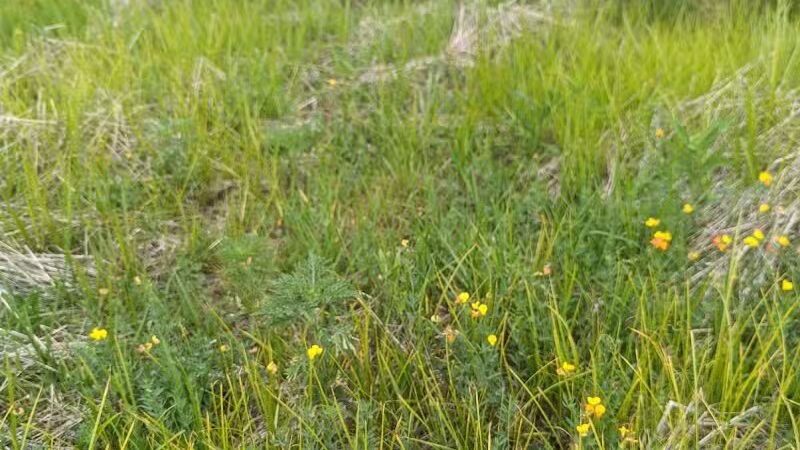 Pioneer Dog Park - Utica, MI