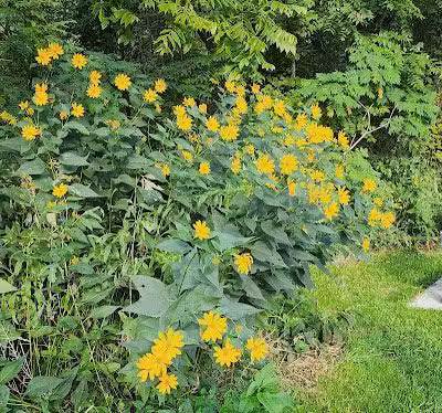 Mill Stream Park - Valley City, OH