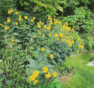 Mill Stream Park - Valley City, OH