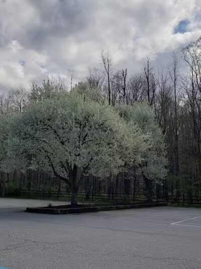 Valley View Woods Park - Valley View, OH