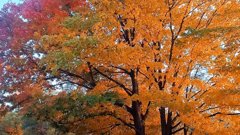 Van Buren State Park - Van Buren, OH