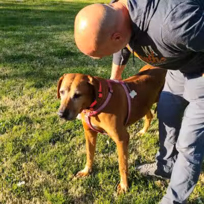Bark Park - Vandalia, IL
