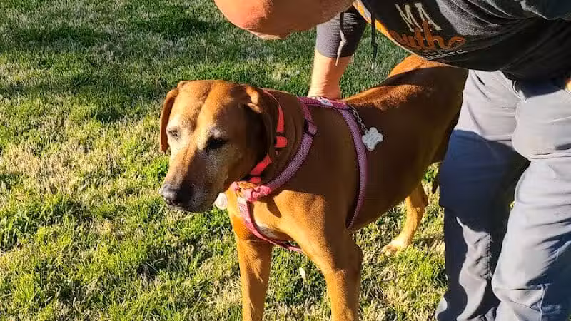 Bark Park - Vandalia, IL