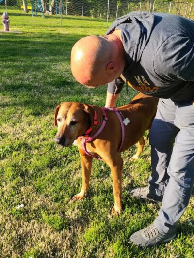 Bark Park - Vandalia, IL
