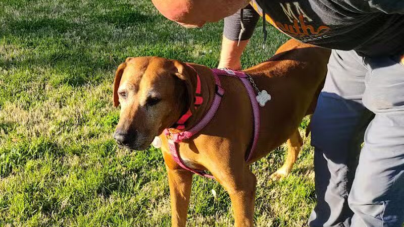 Bark Park - Vandalia, IL