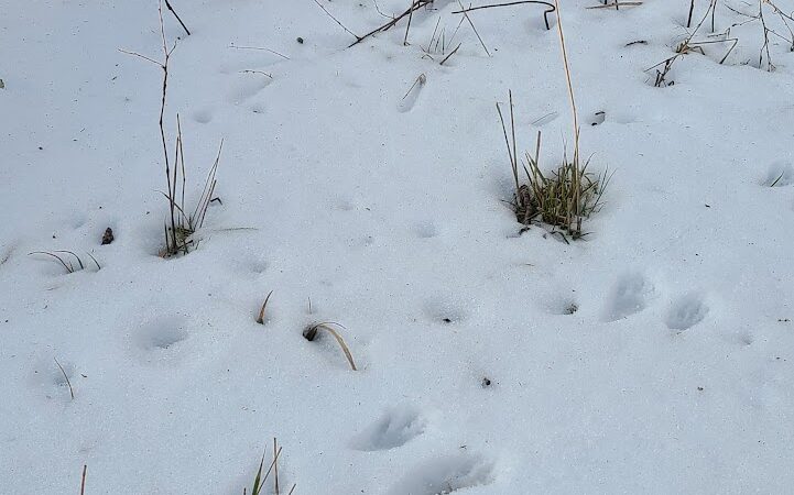 Englewood MetroPark Disc Golf Course - Vandalia, OH