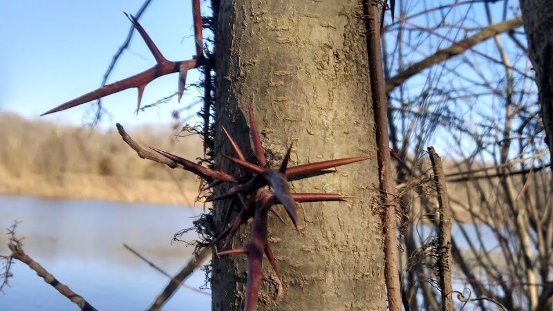 Englewood MetroPark North Park - Vandalia, OH