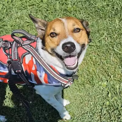 Howliday Inn Boarding - Vandalia, OH