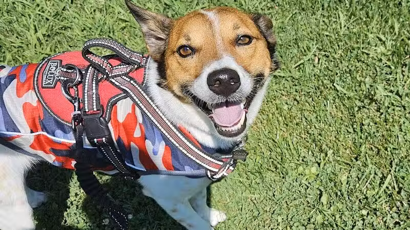 Howliday Inn Boarding - Vandalia, OH