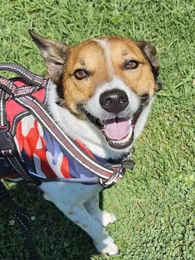 Howliday Inn Boarding - Vandalia, OH