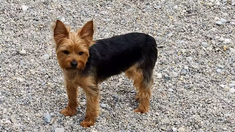 Howliday Inn Boarding - Vandalia, OH