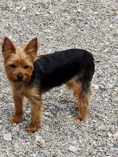 Howliday Inn Boarding - Vandalia, OH