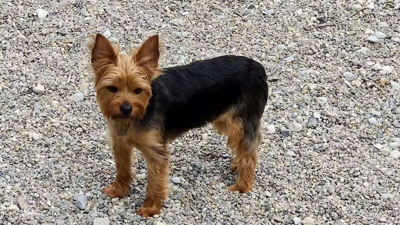 Howliday Inn Boarding - Vandalia, OH