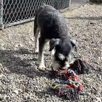 Howliday Inn Boarding - Vandalia, OH