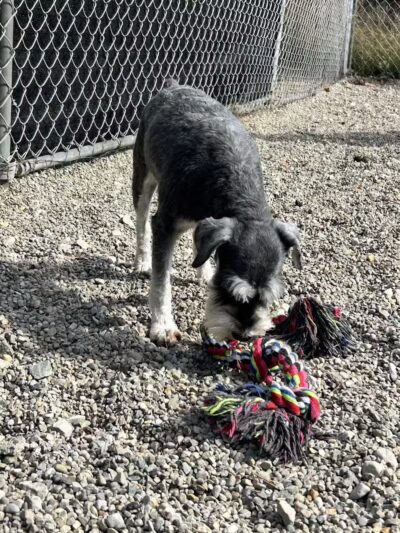 Howliday Inn Boarding - Vandalia, OH