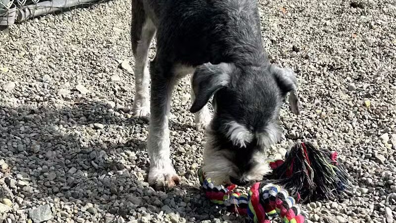 Howliday Inn Boarding - Vandalia, OH