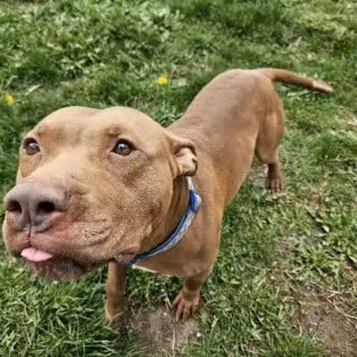 Howliday Inn Boarding - Vandalia, OH