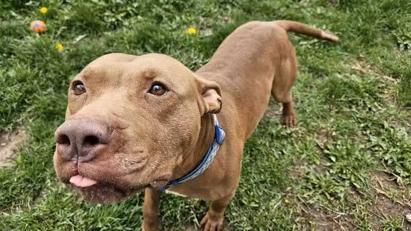 Howliday Inn Boarding - Vandalia, OH