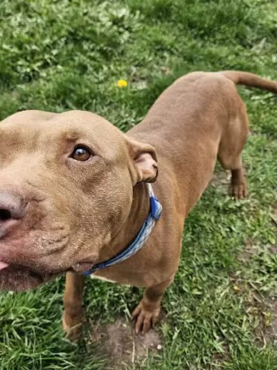 Howliday Inn Boarding - Vandalia, OH