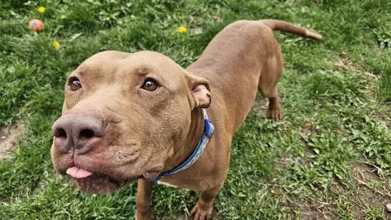 Howliday Inn Boarding - Vandalia, OH