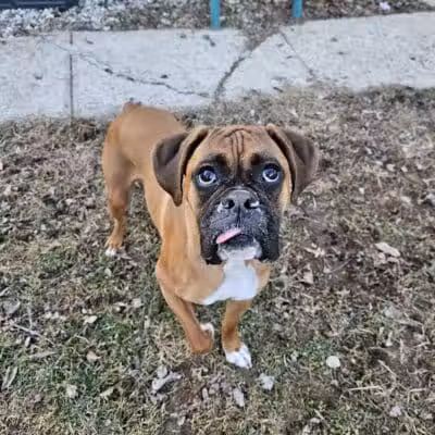 Howliday Inn Boarding - Vandalia, OH