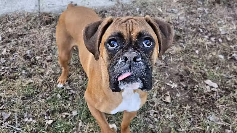 Howliday Inn Boarding - Vandalia, OH