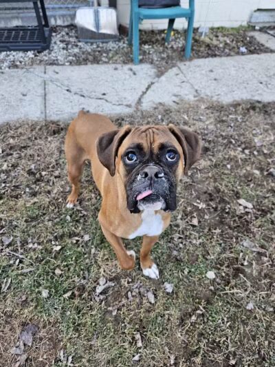 Howliday Inn Boarding - Vandalia, OH