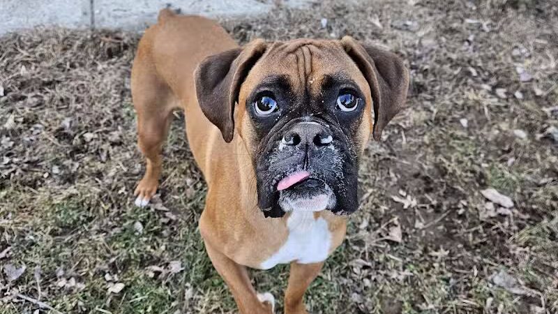 Howliday Inn Boarding - Vandalia, OH