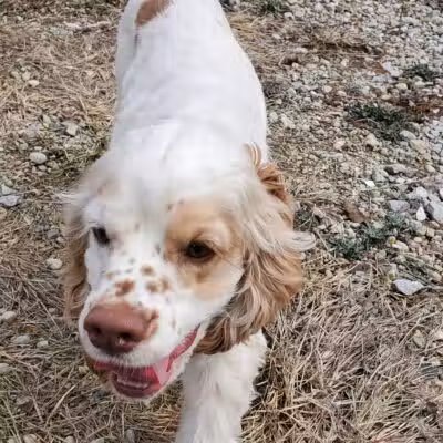 Howliday Inn Boarding - Vandalia, OH