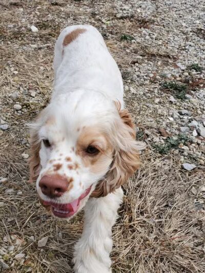 Howliday Inn Boarding - Vandalia, OH