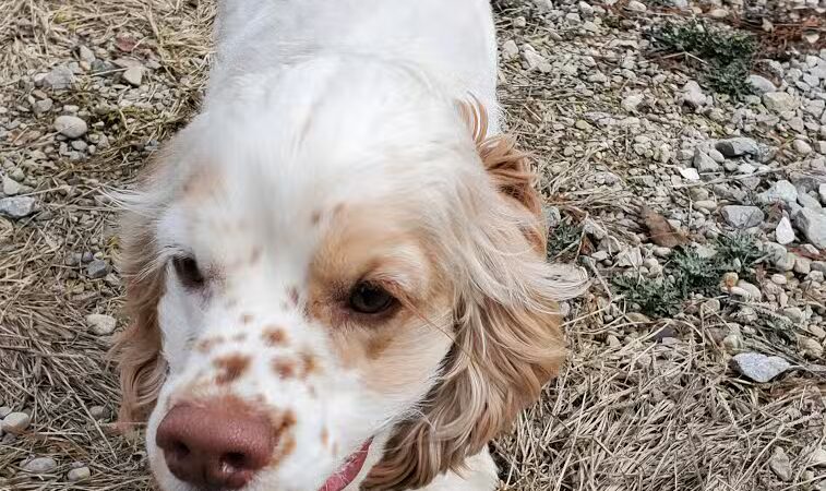 Howliday Inn Boarding - Vandalia, OH