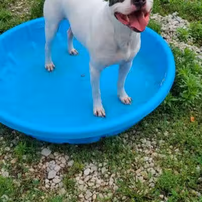 Howliday Inn Boarding - Vandalia, OH