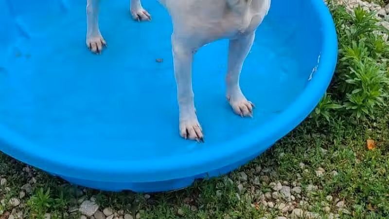 Howliday Inn Boarding - Vandalia, OH