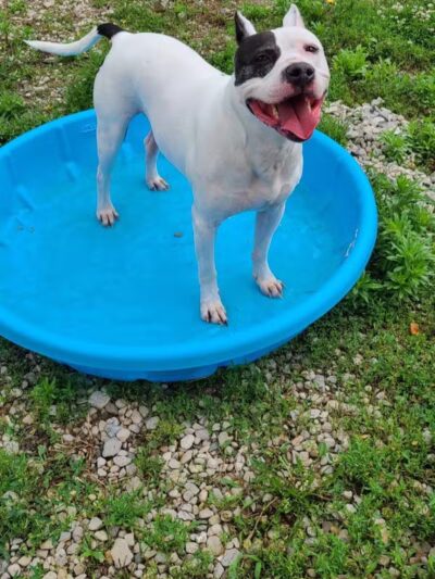 Howliday Inn Boarding - Vandalia, OH