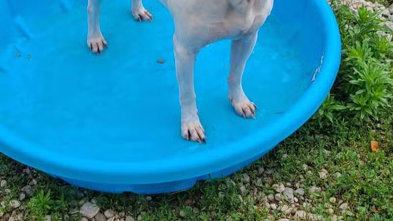 Howliday Inn Boarding - Vandalia, OH