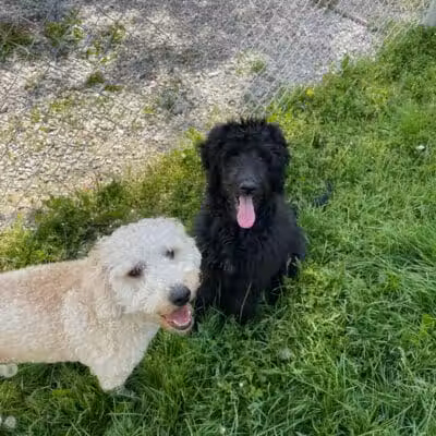 Howliday Inn Boarding - Vandalia, OH